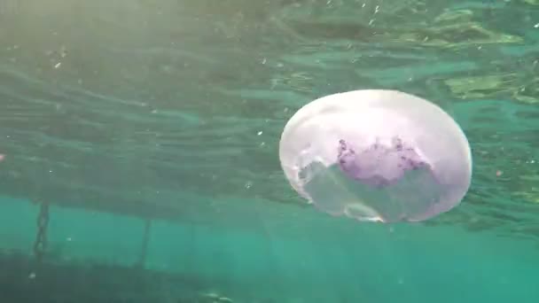 Salsa en forma de Medusa está subiendo a la superficie del mar en un día soleado en primavera — Vídeo de stock