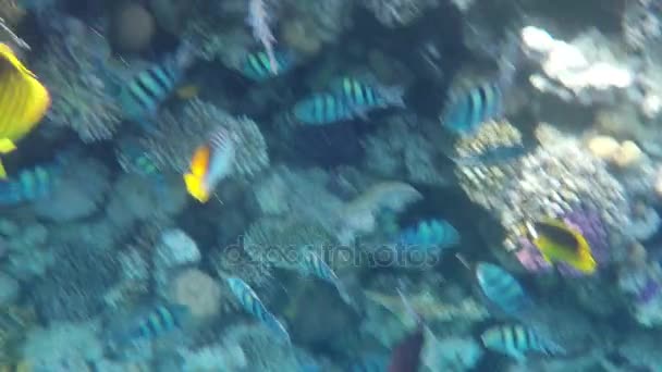 Aquarium aussehende Fische schwimmen an einem sonnigen Frühlingstag über lebende Korallen — Stockvideo