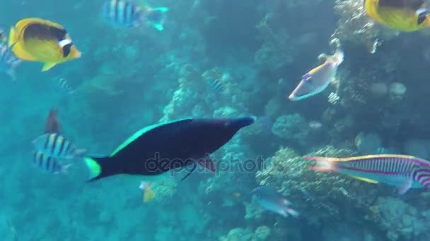 Acuario buscando peces nadan sobre un arrecife con corales en el Mar Rojo — Vídeo de stock