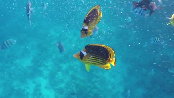 Экзотическая рыба с жёлтыми и чёрными полосами и пузырьками, поднимающаяся над рифом в море — стоковое видео