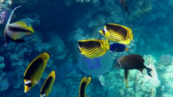 Экзотическая желтая и черная рыба, плавающая над захватывающим рифом в солнечный день — стоковое видео