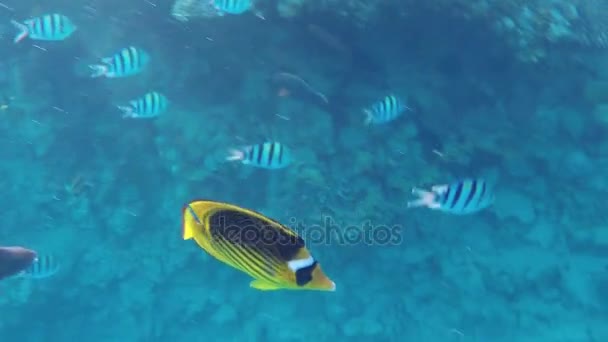 Peces exóticos en varios colores y tamaños nadan sobre un arrecife en el Mar Rojo — Vídeo de stock