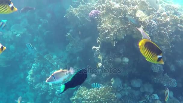 Exotic Black, Yellow and Black, Violet and Silver, Fish Swimming Over a Reef — Stock Video