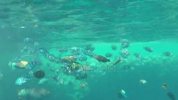 Πολλά εξωτικά και χρωματιστά ψάρια κολύμπι σε μια πραγματική ξέρα με ζωντανά κοράλλια — Αρχείο Βίντεο