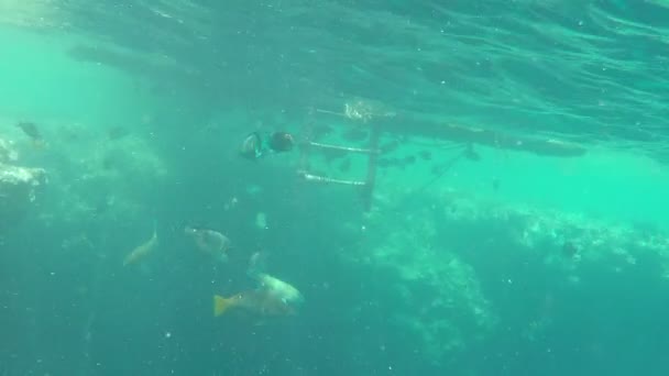 Güneşli bir gün içinde Red Sea'deki/daki bazı egzotik resif, egzotik Balık yüzme sürülerini — Stok video