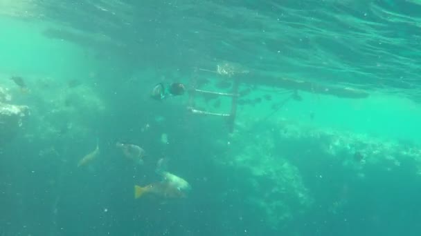 Shoals of Exotic Fish Swimming at Some Exotic Reef in the Red Sea in a Sunny Day — Stock Video