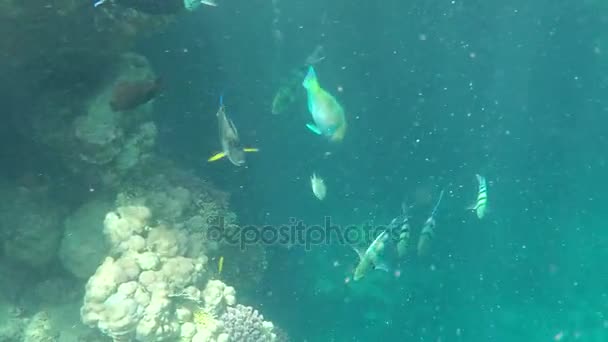 Um monte de peixes exóticos e coloridos nadando perto de um recife fascinante com corais vivos — Vídeo de Stock