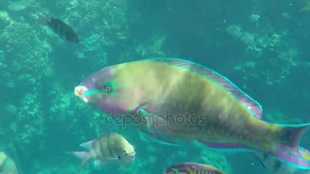 Pesci esotici che nuotano su una barriera corallina avvincente in una giornata di sole in primavera — Video Stock