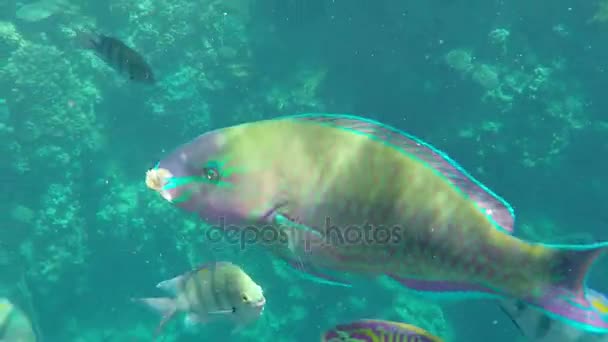 Peces exóticos nadando sobre un arrecife fascinante en un día soleado en primavera — Vídeo de stock