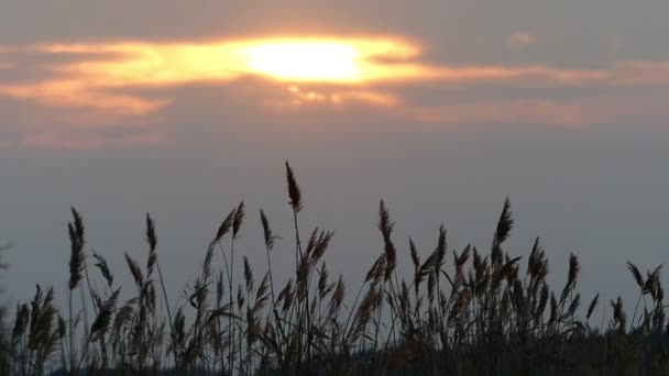 Cañas de cerca en el cielo de fondo durante la puesta del sol — Vídeos de Stock