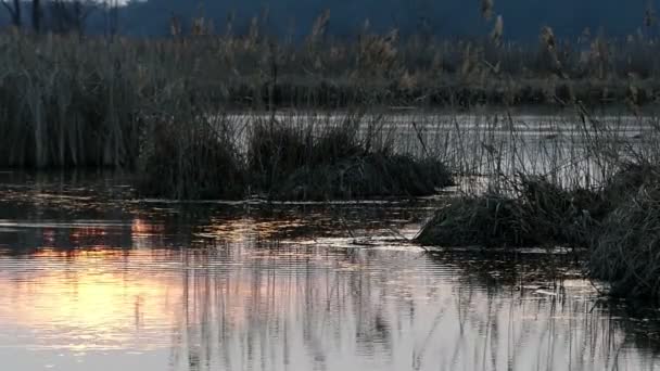 Reflectie van de hemel in een meer tijdens zonsondergang — Stockvideo