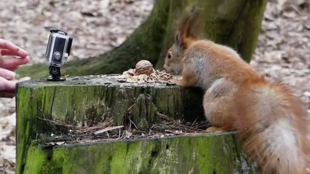 Red Squirrel Takes a Nut in Front of the Camera — Stock Video