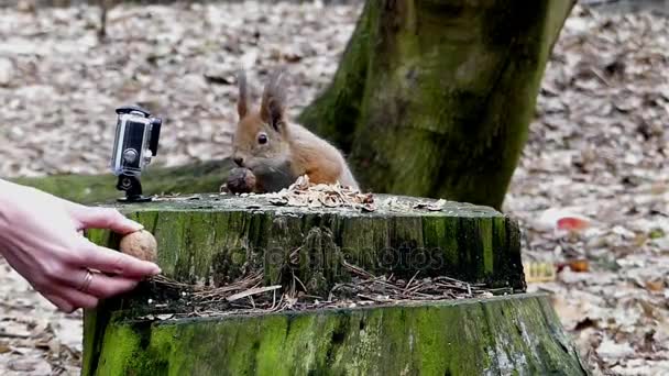 Střelba z veverku na fotoaparátu v lese — Stock video