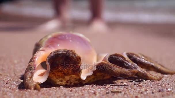 Schöne Muschel liegt am Strand und Meereswellen mit Schaumstoff waschen es. — Stockvideo