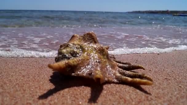 Vackra Shell lägger på stranden och havet vågor med Foam Wash. — Stockvideo