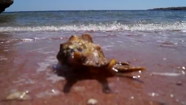 Krásné Shell klade na pláž a mořských vln s mycí pěnou to.