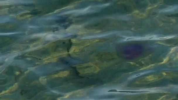 Background - a Jellyfish Floats on the Surface of the Sea Water — Stock Video