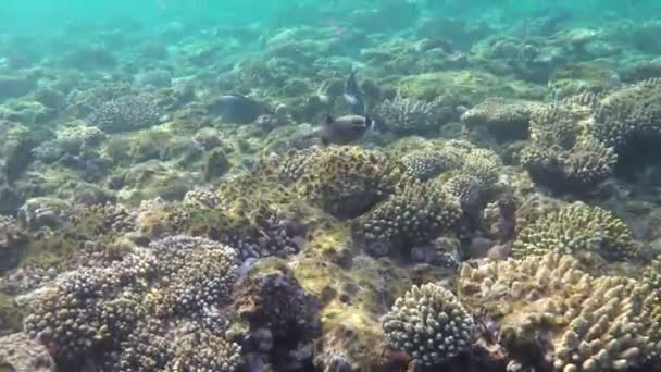 Světle modré vody Rudého moře pod paprsky slunce a skutečný Reaf s rybami — Stock video