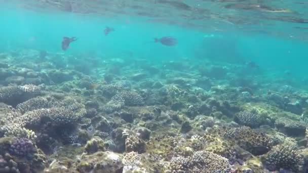 Подводная съемка великолепного рифа в красивых голубых водах Красного моря — стоковое видео