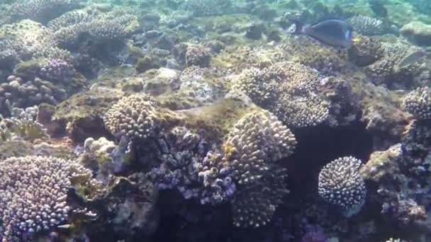 I coralli del Mar Rosso sulle acque poco profonde non lontano dalla spiaggia del mare — Video Stock