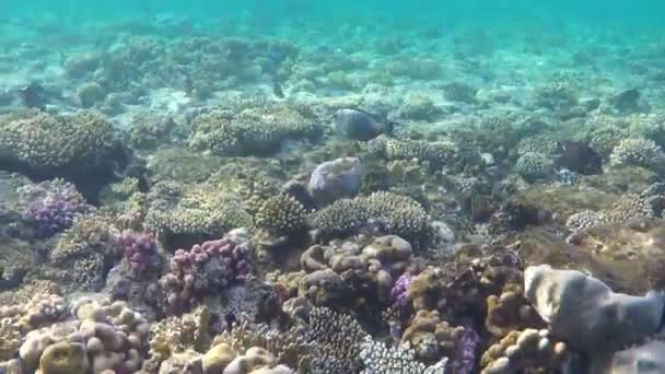 見事なサンゴ礁の成長に紅海の輝く海に近い海ビーチ — ストック動画
