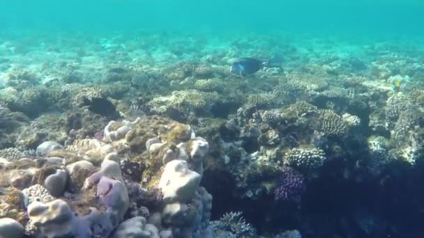 Бирюзовые воды Красного моря над великолепным рифом, растущим возле морского берега — стоковое видео