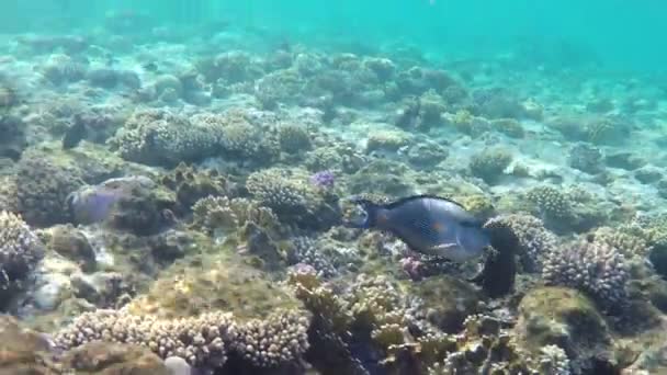 Wunderschöne Unterwasserlandschaft mit exotischen Korallen, die auf einem fein aussehenden Riff wachsen — Stockvideo