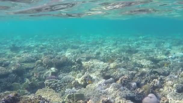 Esplêndida paisagem submarina de corais exóticos crescendo em um belo recife — Vídeo de Stock