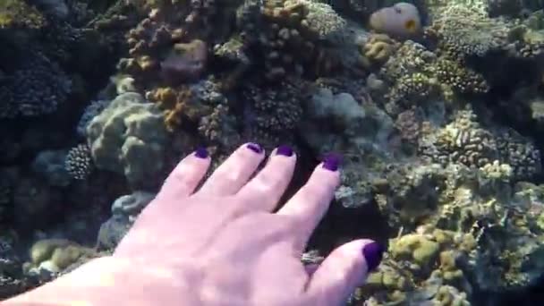 La mano de la mujer está tocando un espléndido arrecife con corales vivos bajo el agua — Vídeo de stock