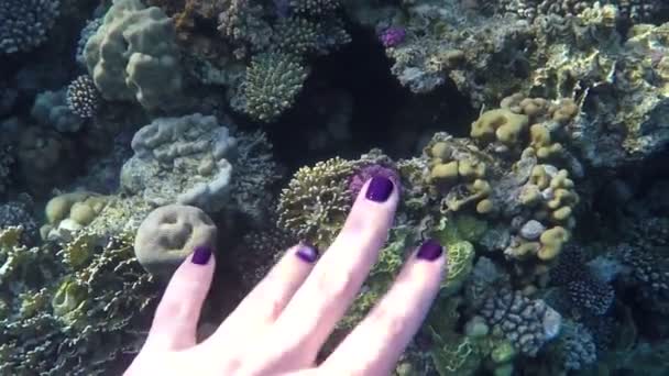 Weibliche Hand mit violettem Nagel Maniküre tätschelt die Unterwasserkorallen — Stockvideo