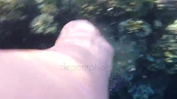 Mano de un buzo alimentando a peces exóticos nadando sobre un arrecife en el Mar Rojo — Vídeo de stock