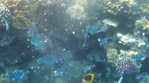 Kék és fekete hal, rohanó több mint egy lebilincselő zátony, a tengerpart, az étel morzsa — Stock videók