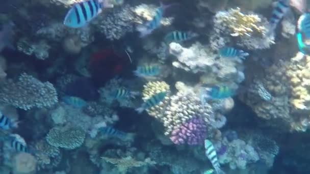 Μπλε και μαύρο ριγέ ψάρια κολύμπι πάνω από έναν εξωτικό ύφαλο σε μια ηλιόλουστη ημέρα — Αρχείο Βίντεο