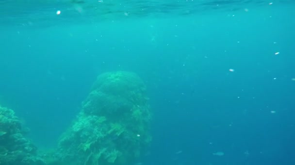 Récif corallien dans la mer bleue avec des poissons flottants . — Video