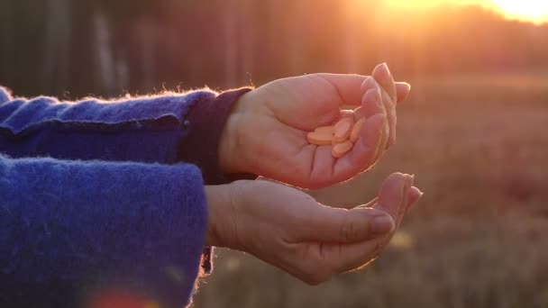 Las manos de una mujer adulta, iluminadas por los rayos del sol, lanzan las píldoras de una mano a la otra sobre un hermoso fondo desenfocado de la naturaleza — Vídeo de stock