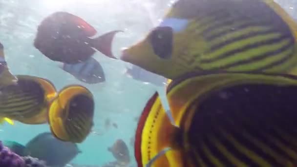 La mano del hombre alimenta a peces exóticos con comida cerca de un arrecife remachado en lento mo en primavera — Vídeo de stock