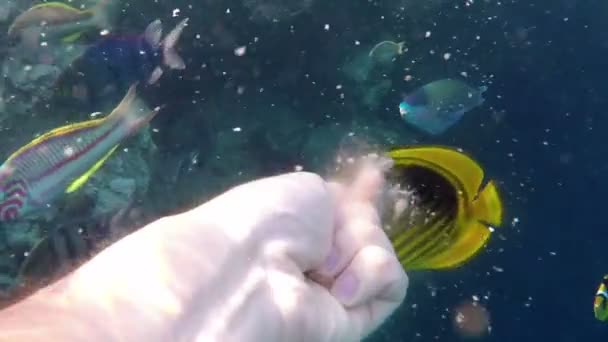 La mano del hombre alimenta a peces exóticos con comida cerca de un arrecife alto en aguas azules — Vídeos de Stock