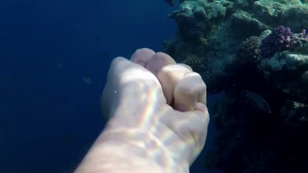 La mano del hombre nada hacia adelante con migas de comida para peces exóticos cerca de un coral — Vídeo de stock