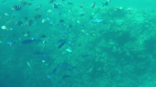 明亮的蓝色水域的红海浅滩与水族馆看鱼很多 — 图库视频影像