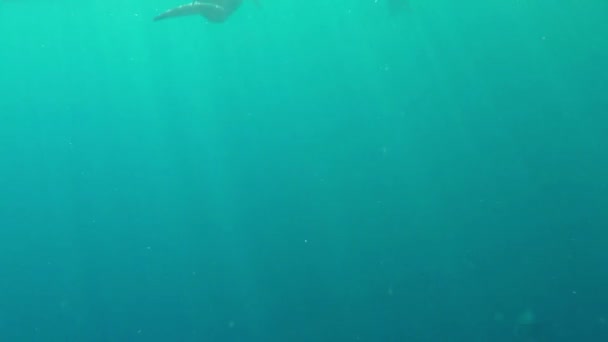 Дружелюбные дельфины плавают рядом с морским пляжем, будучи сняты под водой в Красном море — стоковое видео