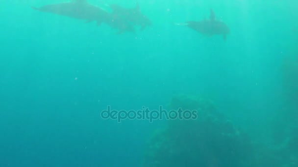 Una familia de delfines nadando cerca de una playa de mar, recibiendo disparos bajo el agua en el Mar Rojo — Vídeos de Stock