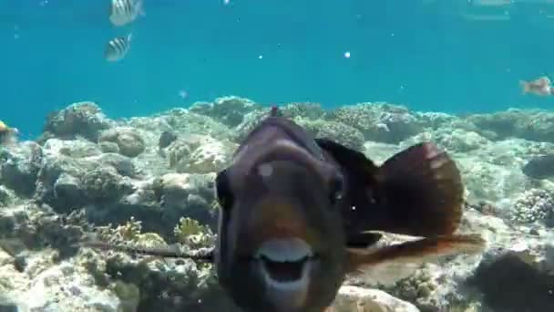 Bright Blue Waters of the Red Sea Shallows Com um monte de aquário procurando peixes — Vídeo de Stock