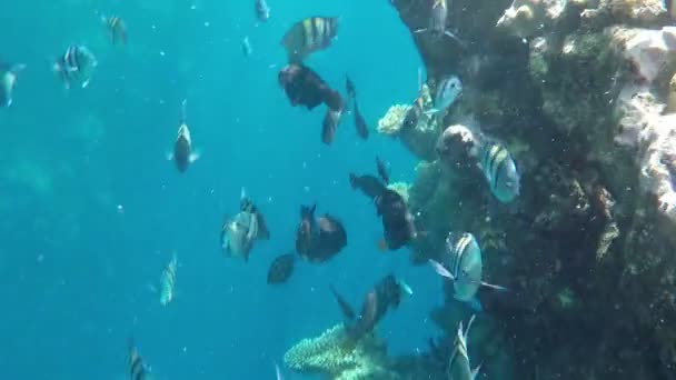 Los bancos de peces exóticos nadan cerca de un arrecife alto con corales en el Mar Rojo — Vídeo de stock