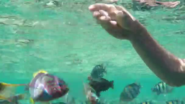 Acuario buscando peces grandes es alimentado por un hombre en aguas turquesas del Mar Rojo — Vídeos de Stock