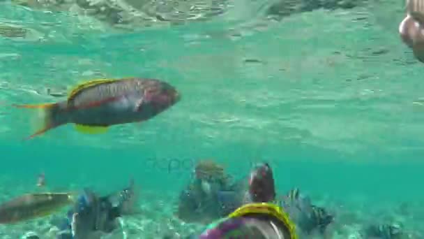 Aquarium Looking Fish is Fed by a Young Man With Goggles Swimming Over a Reef — Stock Video