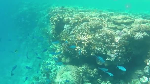 Arrecife alto en aguas azules del Mar Rojo en Egipto en un día soleado en primavera — Vídeo de stock