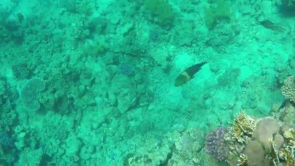 Sprankelende water van de rode zee ondiepten met sommige exotische vissen in een zonnige dag — Stockvideo