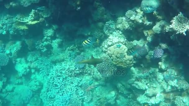 Poissons exotiques nageant sur un récif rivet par une journée ensoleillée au printemps — Video