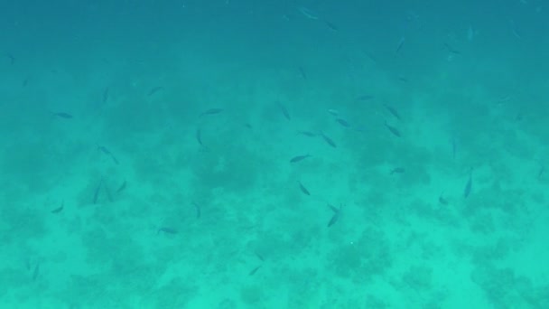 Maravilloso paisaje marino submarino de exóticos corales creciendo en un hermoso arrecife — Vídeos de Stock