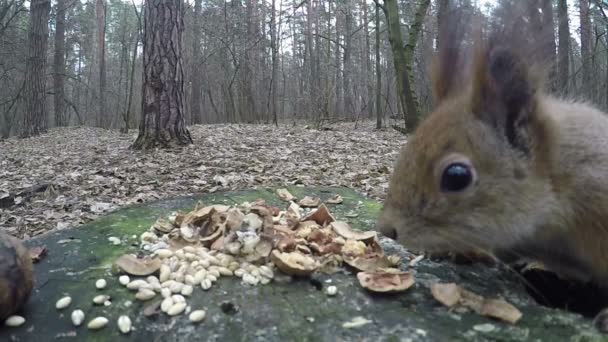 Fluffy Squirrel sale su un tavolo in una foresta e annusa le noci in Slo-Mo — Video Stock